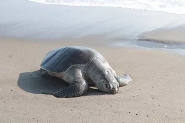 Fototapeten tortuga de mar  © infoclub