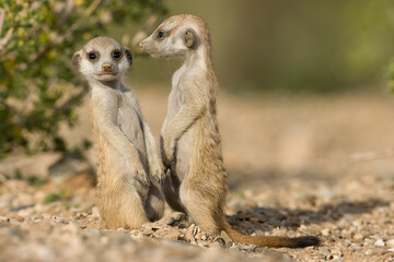 Fototapeta premium Meerkat Pups, Namibia
