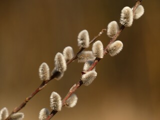 Pussy willow branch with catkins 
