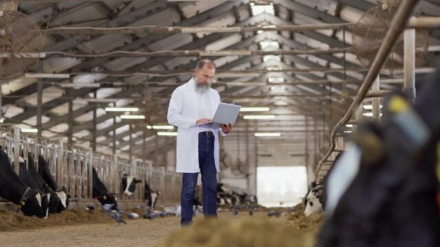 Wide shot of mature agricultural scientist in white coat examining dairy cows standing in stalls and taking notes on laptop standing in farm cowshed