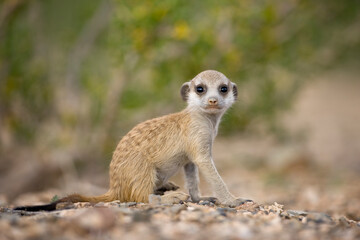 Meerkat Pup, Namibia