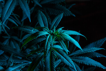Mature marijuana plant with bud and leaves. Marijuana plant texture on an indoor cannabis farm.The concept of Indoor grow marijuana. marijuana for recreational purposes. - obrazy, fototapety, plakaty