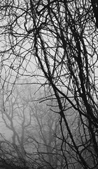 Dark bare twisting branches against a background of dense gray fog with bare tree crowns