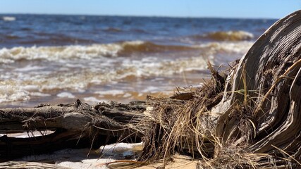 broken tree 3