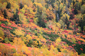 Fototapeta premium 銀泉台の紅葉
