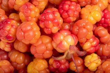 Bright yellow and red ripe cloudberry as a background