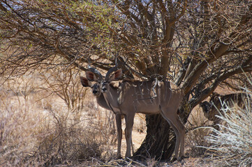 Impala in the african savannah