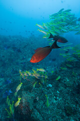 Tropical Fish at Manta Reef, Mozambique