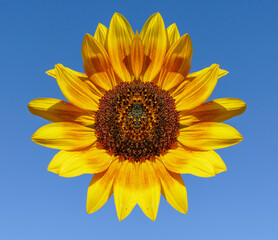 Naklejka premium sunflower against blue sky
