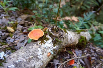 Fungo em galho de árvore ao chão na floresta