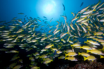 Naklejka na ściany i meble Tropical Fish at Manta Reef, Mozambique