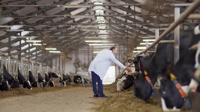 Wide shot of agricultural scientist in white coat petting a cow standing in stall  in farm cowshed and taking notes on laptop