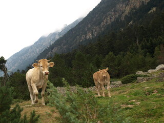 Vache et son veau à l'estive
