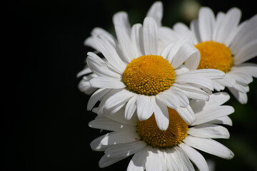 Obraz premium white daisy flower