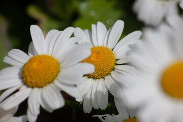 Fototapeta premium daisy in a garden