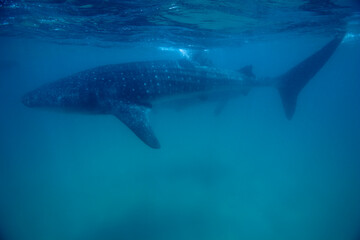 Fototapeta premium Whale Shark, Guinjata Bay, Mozambique