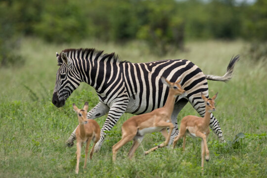 Zebra and Impala Herd, Chobe National Park, Botswana