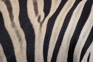 Plains Zebra, Etosha National Park, Namibia