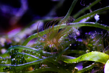 Aiptasia - small anemone and one of the common pests in saltwater reef aquariums