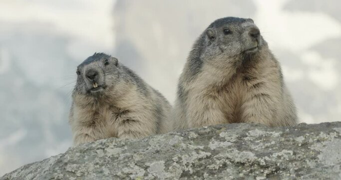 Alpine marmots appearing on top of rock, Europe