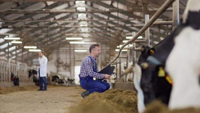 Farm worker with clipboard walking towards livestock stalls and examining and patting dairy cow with ear tag. Vet with laptop working in background