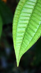 Close-up on a green leaf with clearly defined segments.