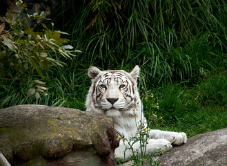 tigre de bengala blanco