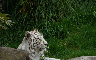 tigre de bengala blanco