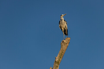 Danube Delta, Romania