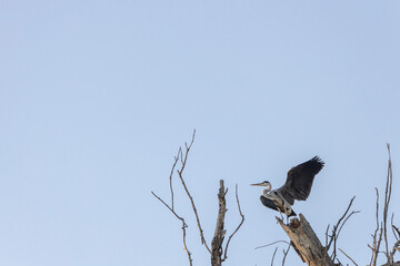 Danube Delta, Romania