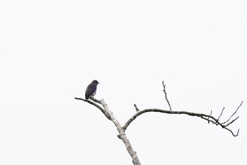 grey streaked flycatcher on branch