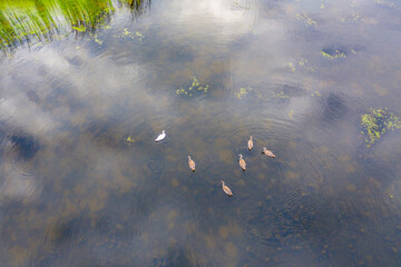 A couple of white swans on the lake aerial drone photo
