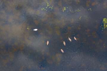 A couple of white swans on the lake aerial drone photo