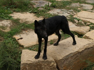 Loup noir