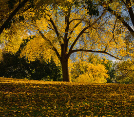 Yellow tree, fall colors