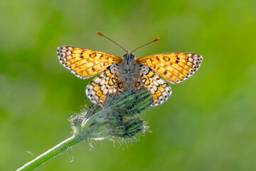 Macro shots, Beautiful nature scene. Closeup beautiful butterfly sitting on the flower in a summer garden.

