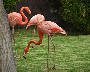 Flamingos rosas