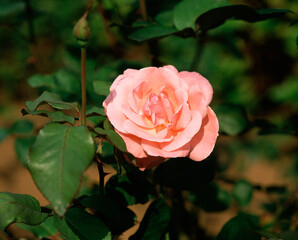 バラ（エリザベスクィーン）