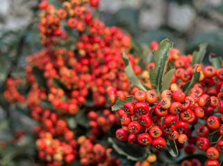 Pyracantha coccinea berries in the fall season. Firethorn orange color plant