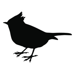 Hand drawn vector silhouette of standing crested tit isolated on white background. Black and white  stock illustration of wild bird.