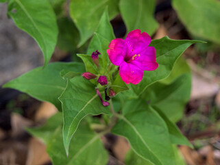Close-up bougainvillea flower purple bush or buganvilla, bugambilia, bunga kertas, Napoleon, Santa Rita or Papelillo