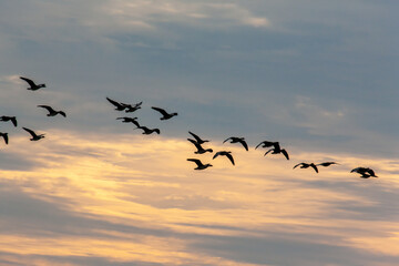 Ente