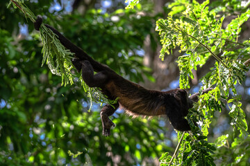 Howler Monkey, mantled howler, Alouatta palliata, Costa Rica national park Cahuita, Caribbean animal climbing tree top hanging bridge strong tail