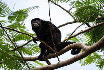 Calm Howler Monkey, mantled howler, Alouatta palliata, Costa Rica national park Cahuita, Caribbean animal climbing and sitting tree top
