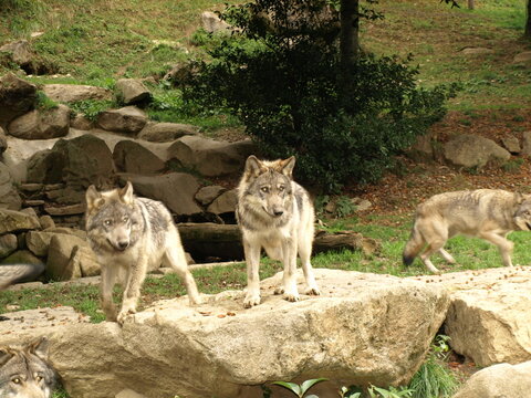 Couple de loups gris