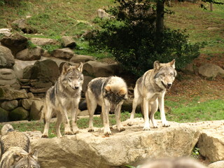 Meute de loups gris