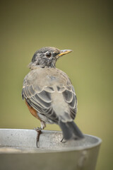 Cute robin perched on bird bath.