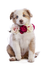 Australian Shepherd Puppy with flowers