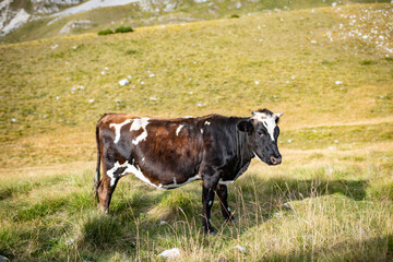 Brown cow with white spots in the grass field on top of Durmitor mountain, Montenegro.