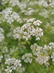 Blooming coriander flowers in the garden. Close up illustration for botanical diary, menu or print
